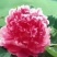 芍药花，大富贵矮杆，毛叶红高杆