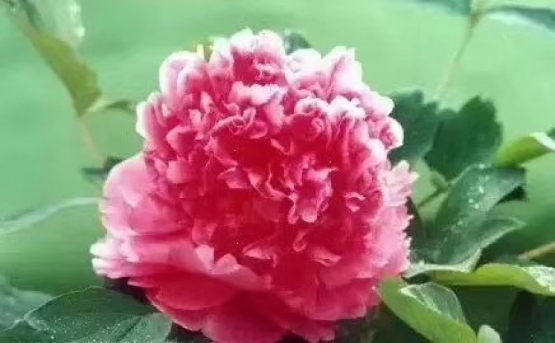 芍药花，大富贵矮杆，毛叶红高杆