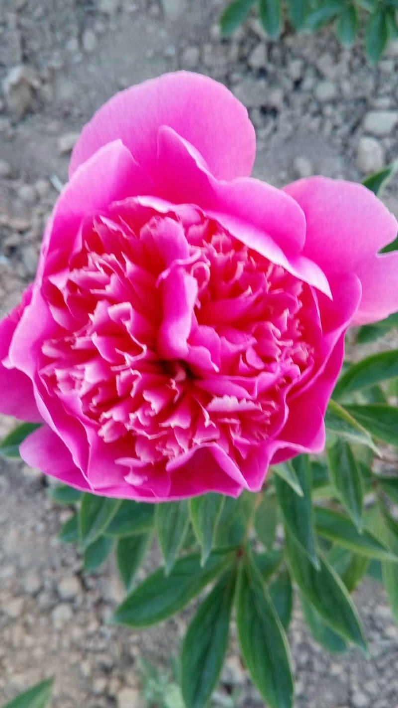 芍药花，大富贵矮杆，毛叶红高杆