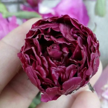 芍药花，大富贵矮杆，毛叶红高杆