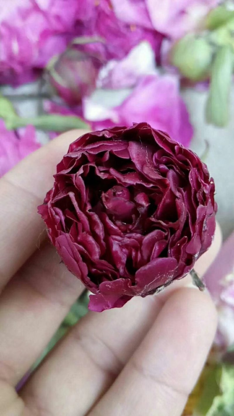 芍药花，大富贵矮杆，毛叶红高杆