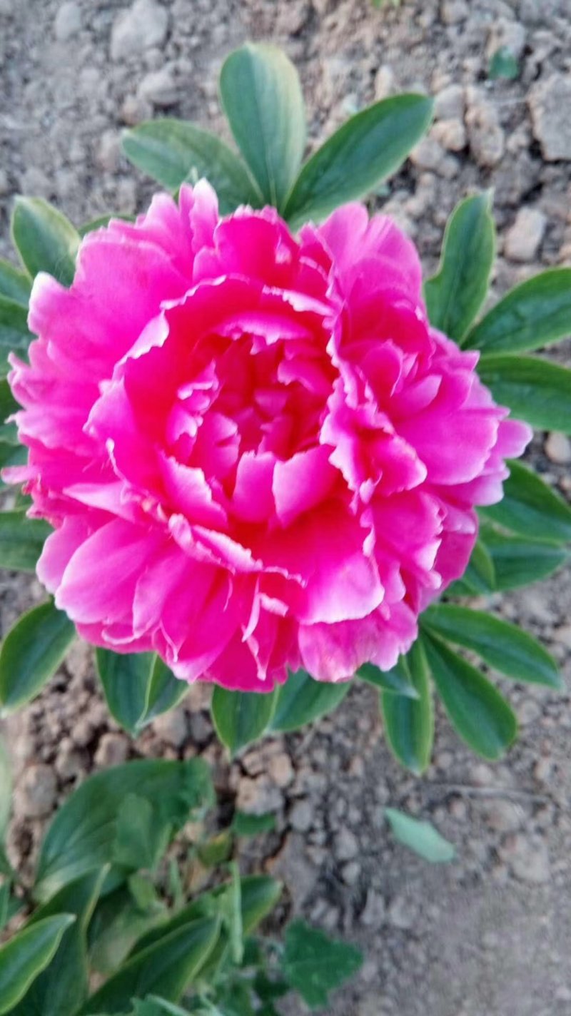 芍药花，大富贵矮杆，毛叶红高杆
