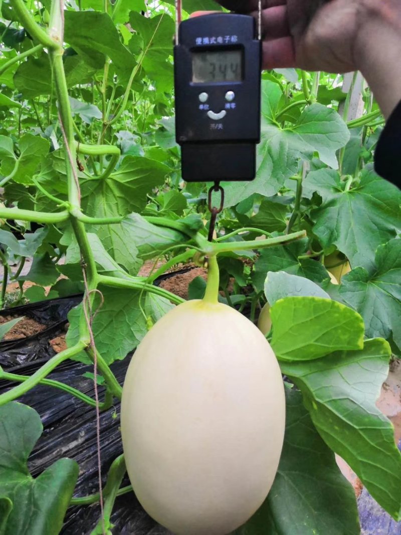 智慧之光红肉脆梨早熟脆甜抗病，可留4茬瓜，肉熟到皮