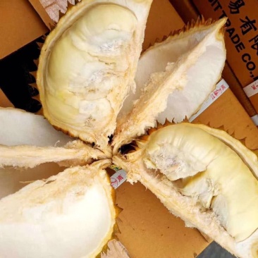 泰国巴掌榴莲