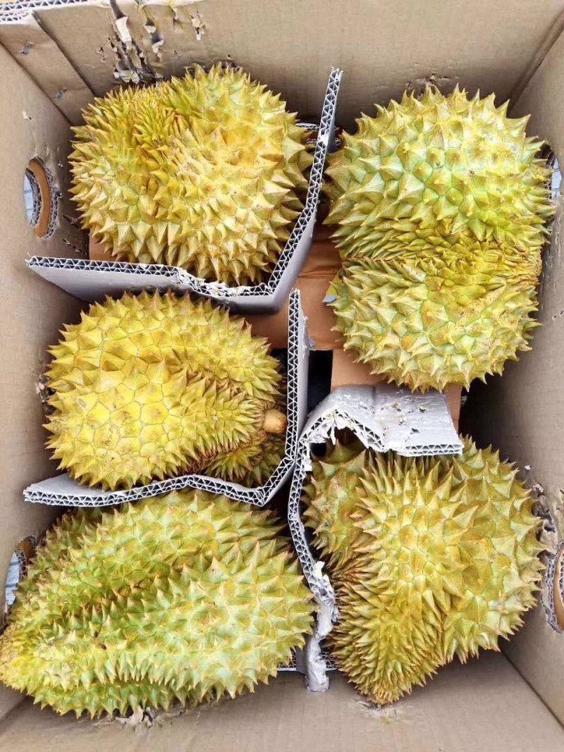 泰国巴掌榴莲