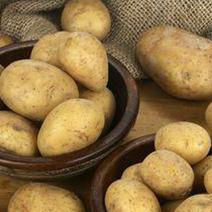 荷兰十五土豆暑型佳色泽亮三两打底大量供应