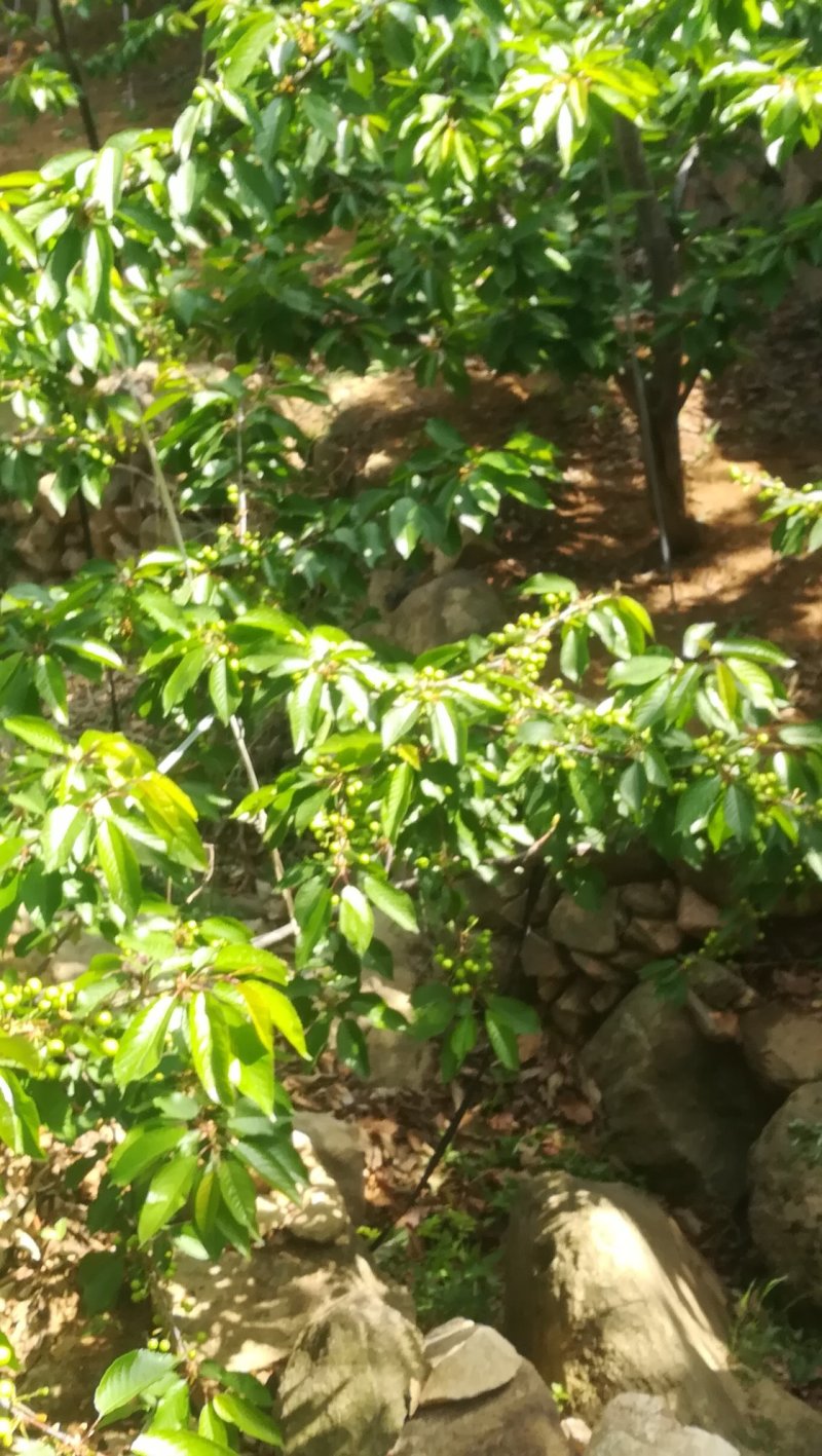 大樱桃