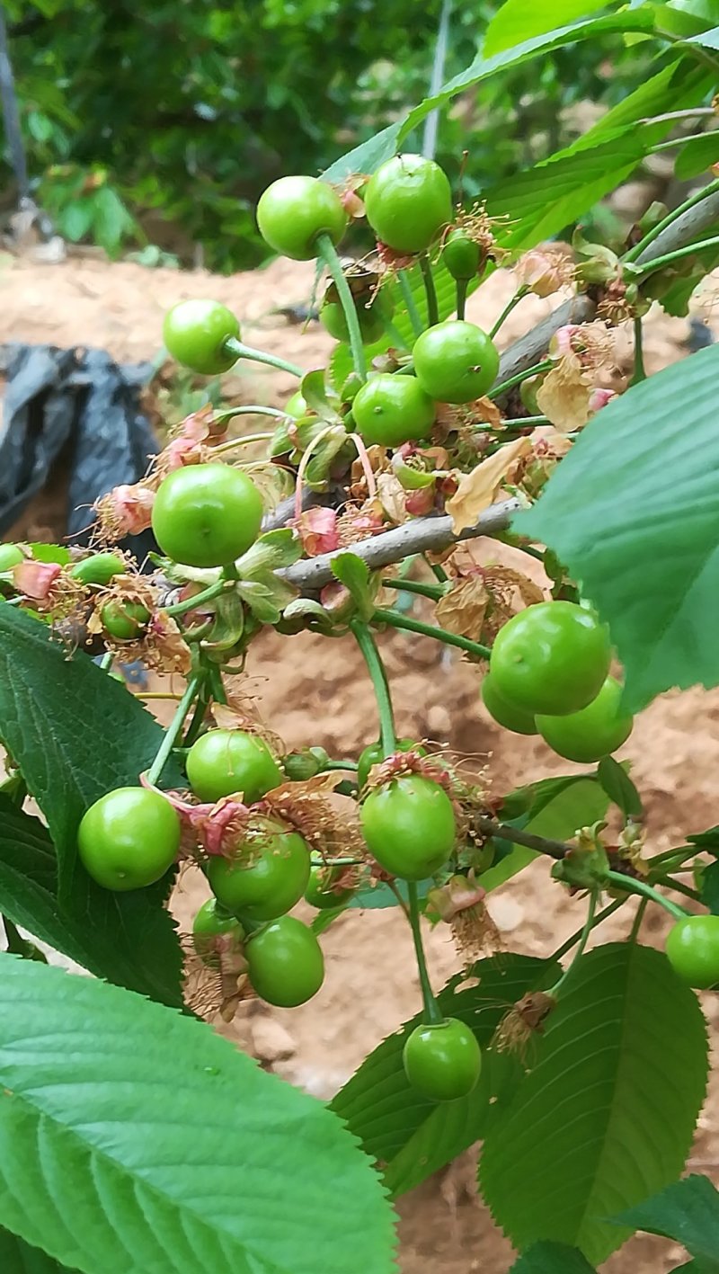 大樱桃