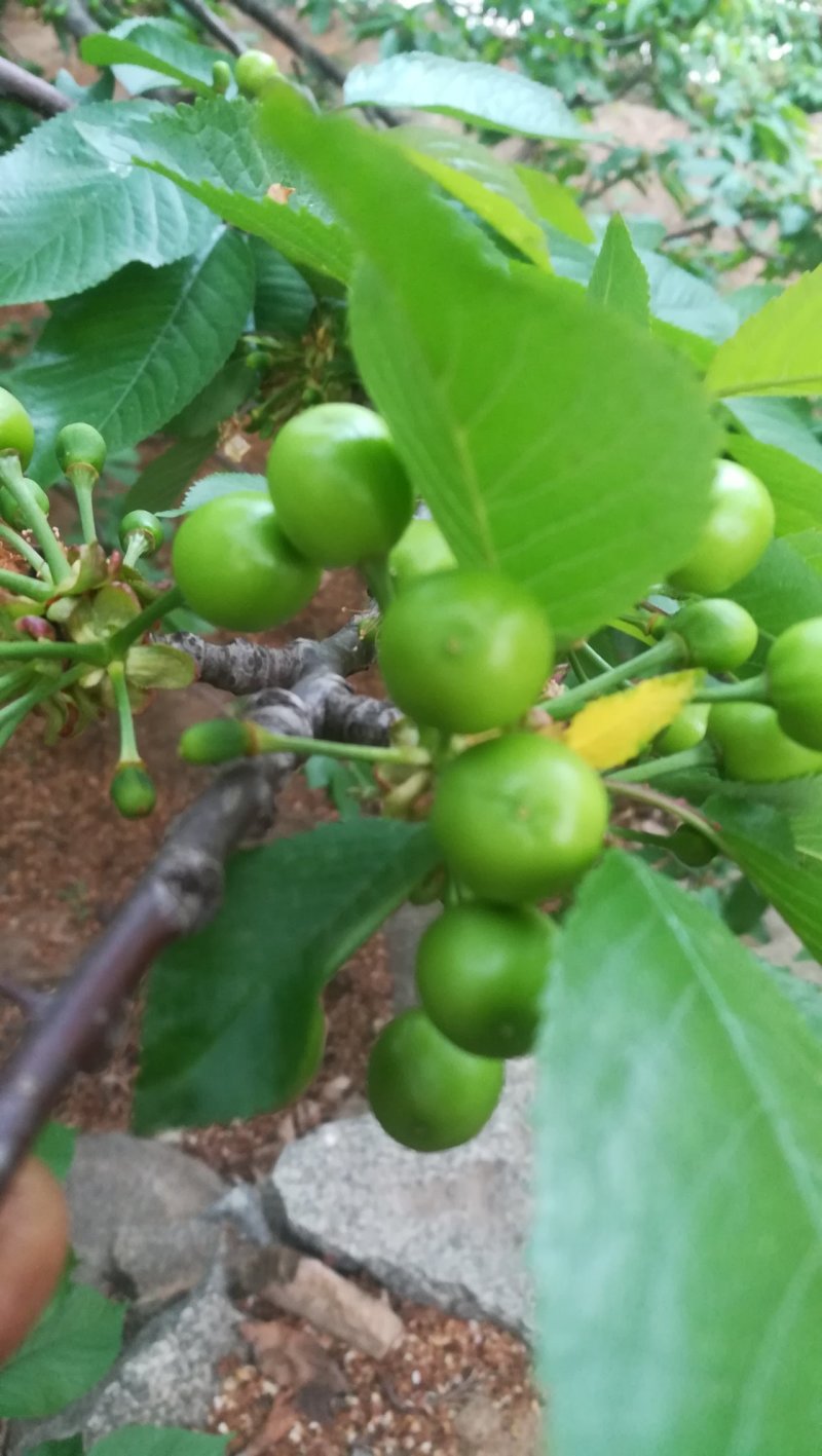 大樱桃