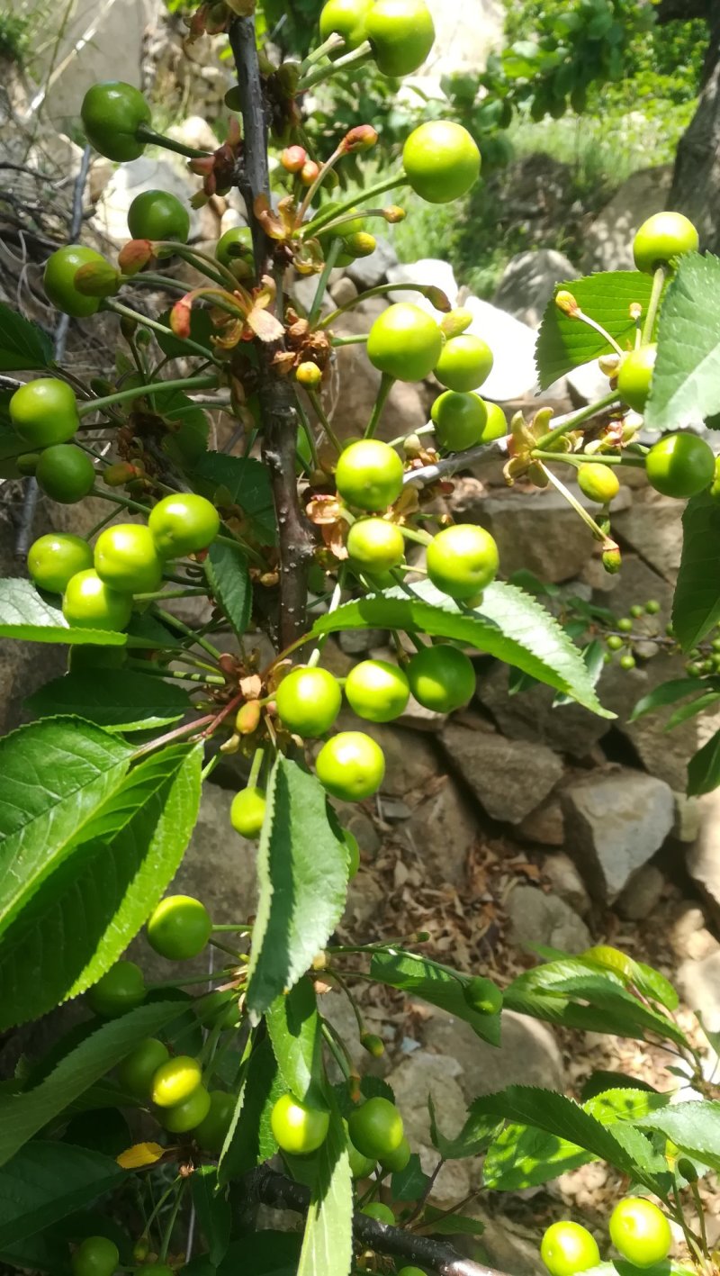 大樱桃