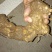 黄精种苗大量现货出售〈药典品种〉质量保证，诚信经营