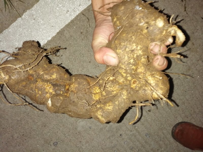 黄精种苗大量现货出售〈药典品种〉质量保证，诚信经营