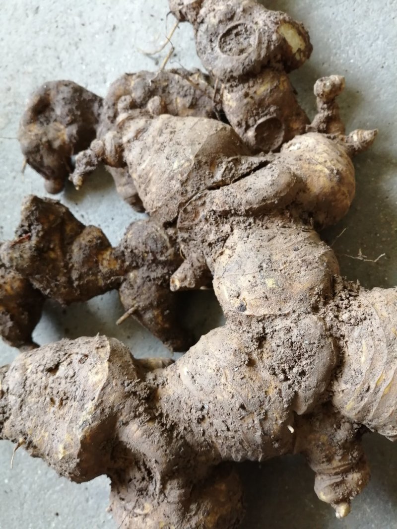 黄精种苗大量现货出售〈药典品种〉质量保证，诚信经营