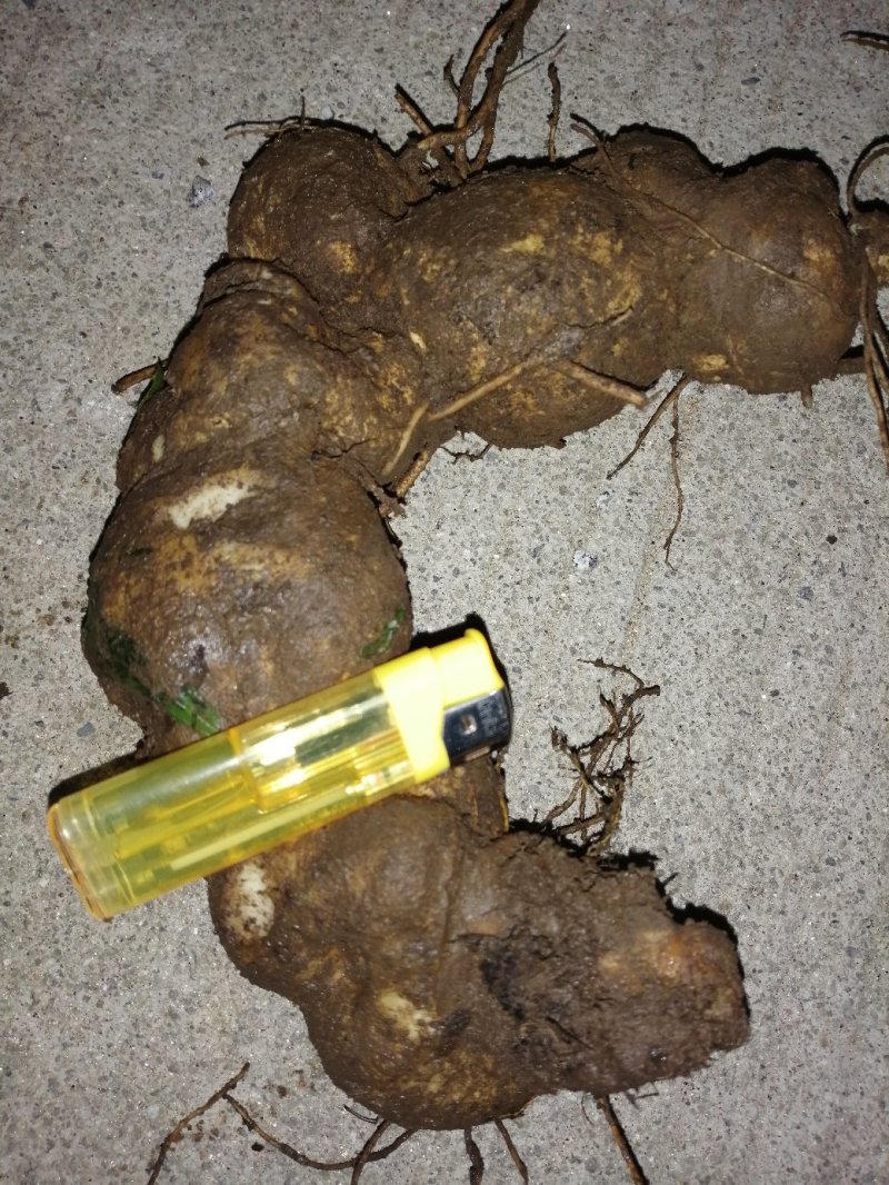 黄精种苗大量现货出售〈药典品种〉质量保证，诚信经营
