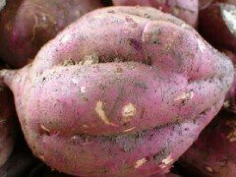 中华淀粉王一号红薯苗