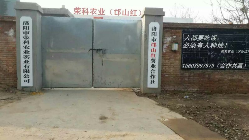 中华淀粉王一号红薯苗