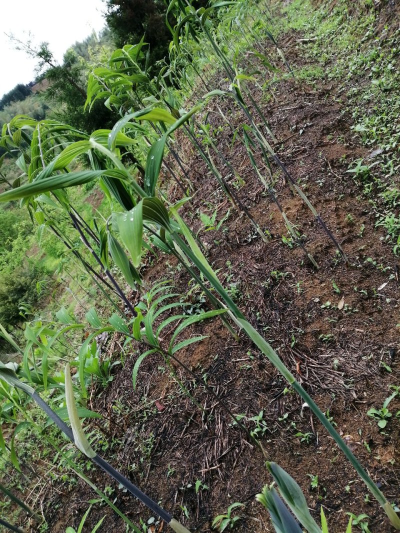 湖南多花姜形黄精种苗出售超药典标准质量好成活率高