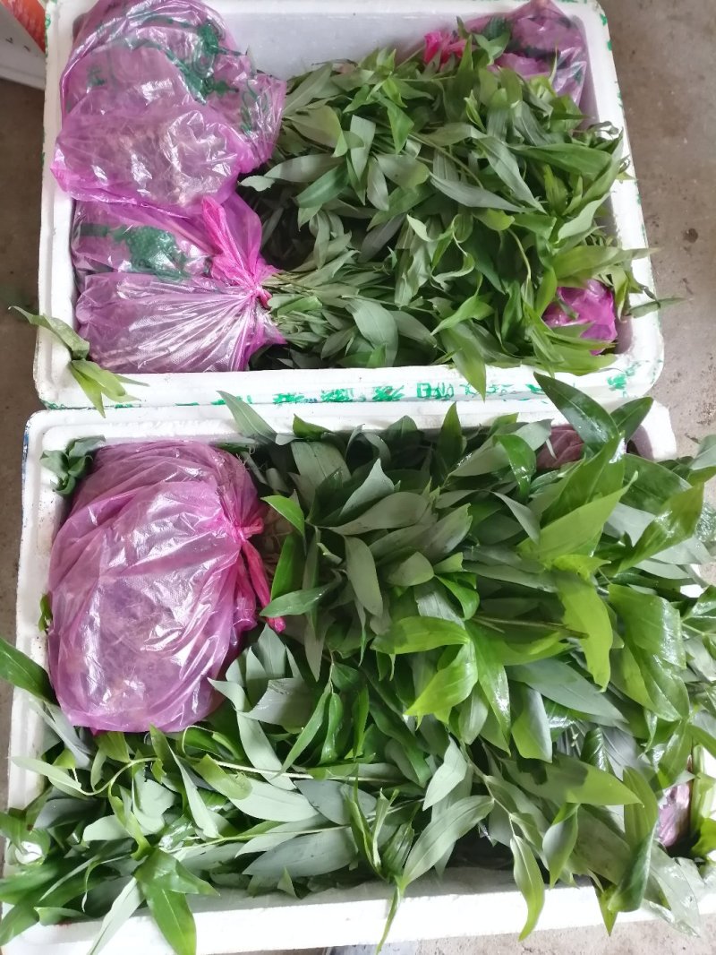 湖南多花姜形黄精种苗出售超药典标准质量好成活率高