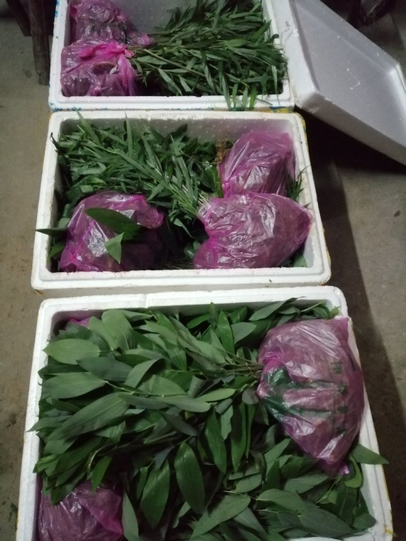湖南多花姜形黄精种苗出售超药典标准质量好成活率高