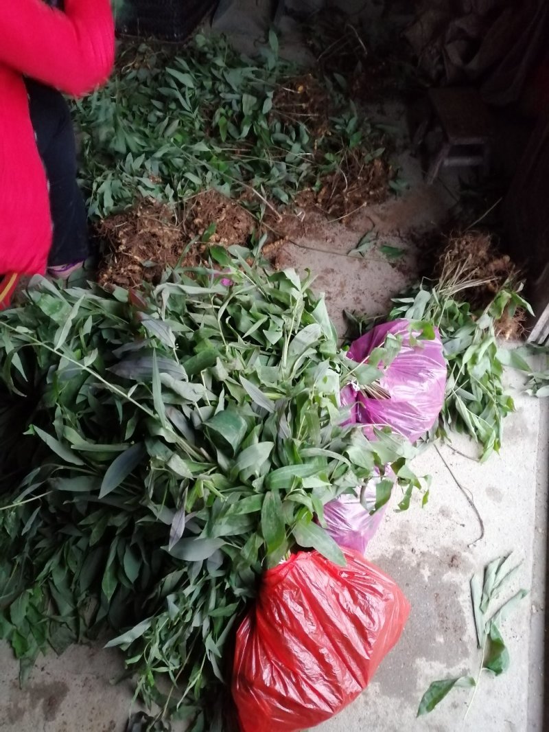 湖南多花姜形黄精种苗出售超药典标准质量好成活率高