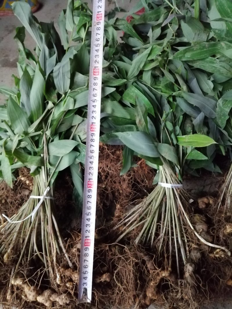 湖南多花姜形黄精种苗出售超药典标准质量好成活率高