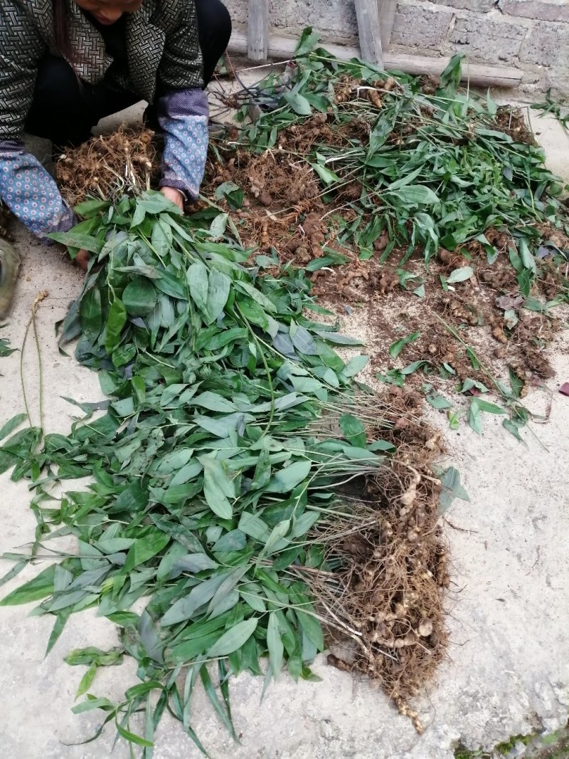 湖南多花姜形黄精种苗出售超药典标准质量好成活率高