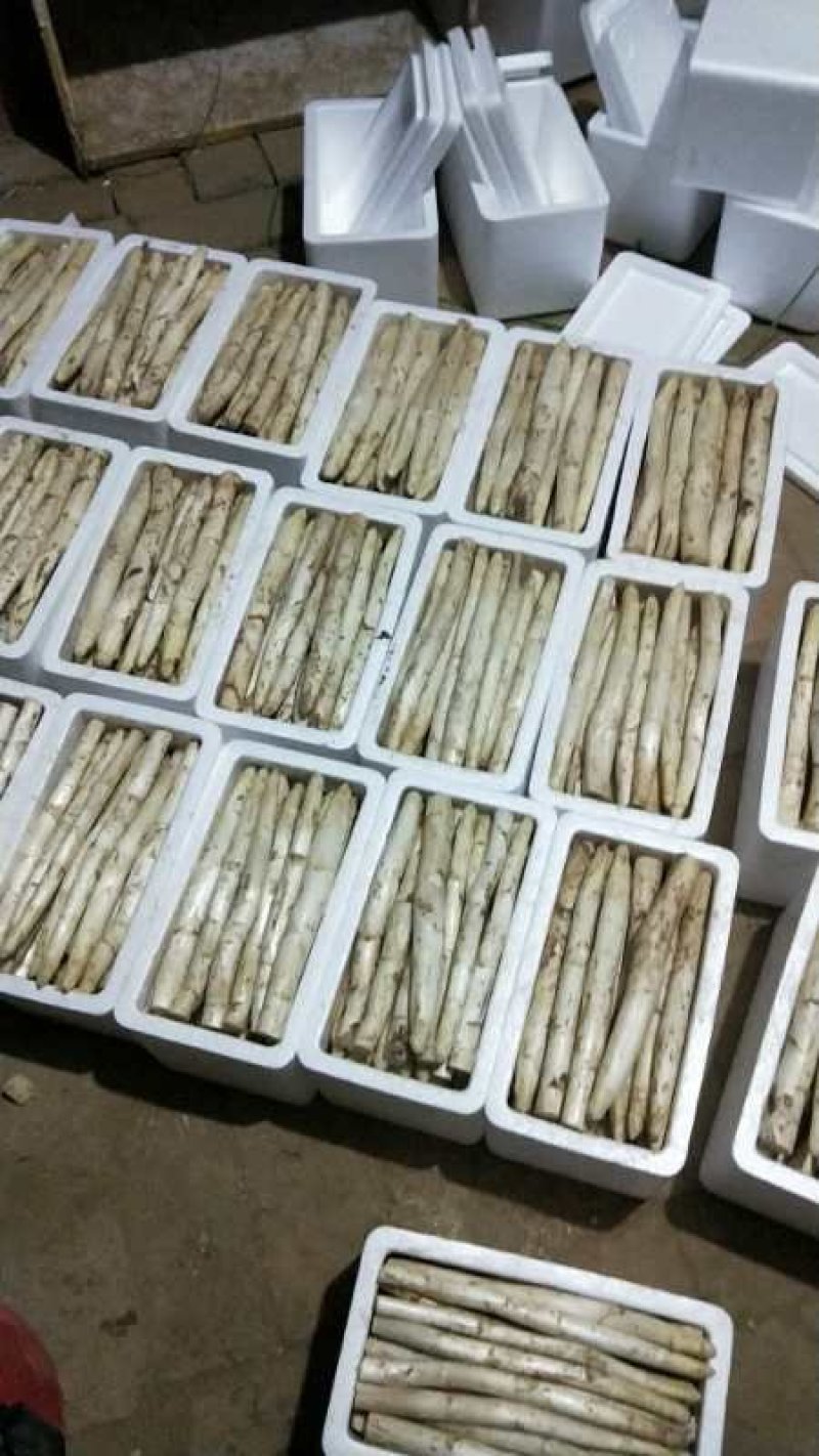 白芦笋芦笋白芦笋农家种植现摘发货商超电商一件代发质量保证
