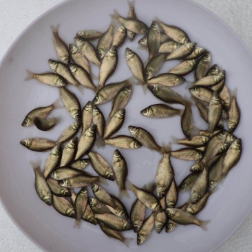 鲫鱼苗