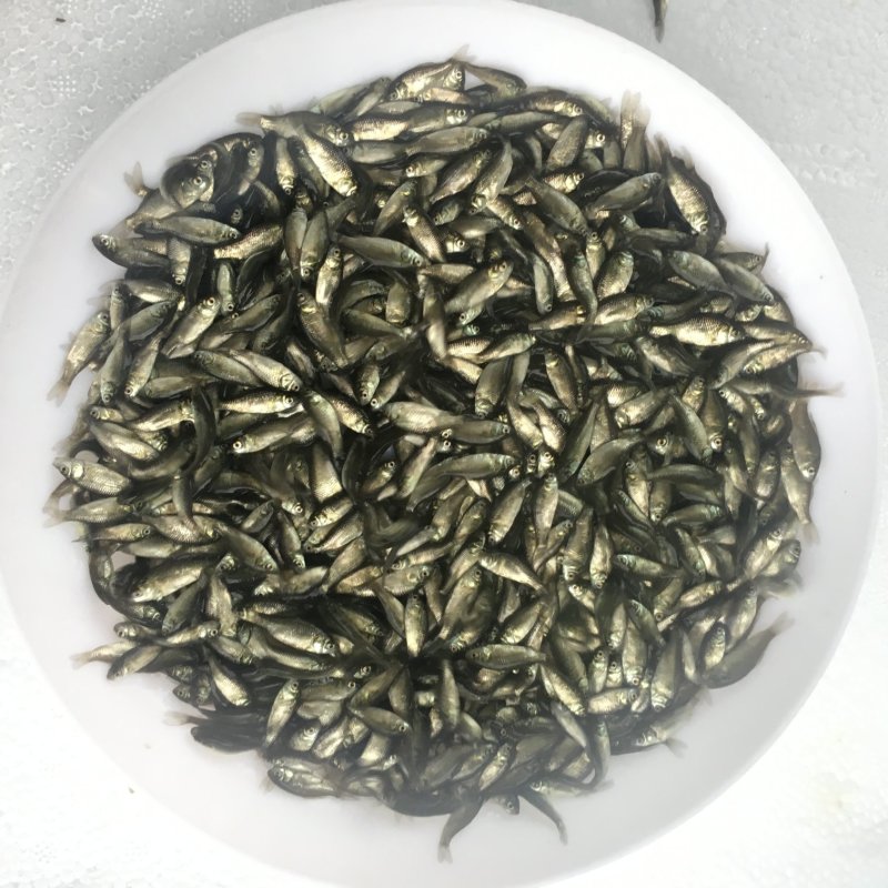 鲫鱼苗