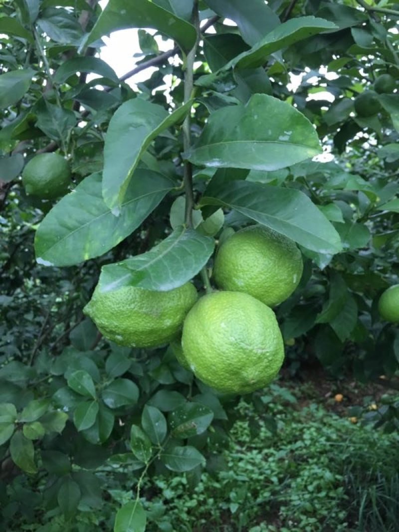 自家农场种植青柠檬
