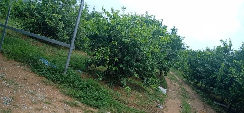 自家农场种植青柠檬