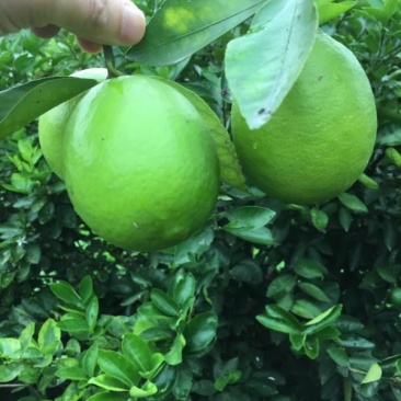 自家农场种植青柠檬