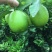 自家农场种植青柠檬