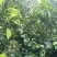 自家农场种植青柠檬