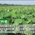 可一件代发现货有售新鲜莲蓬8cm以上靓货