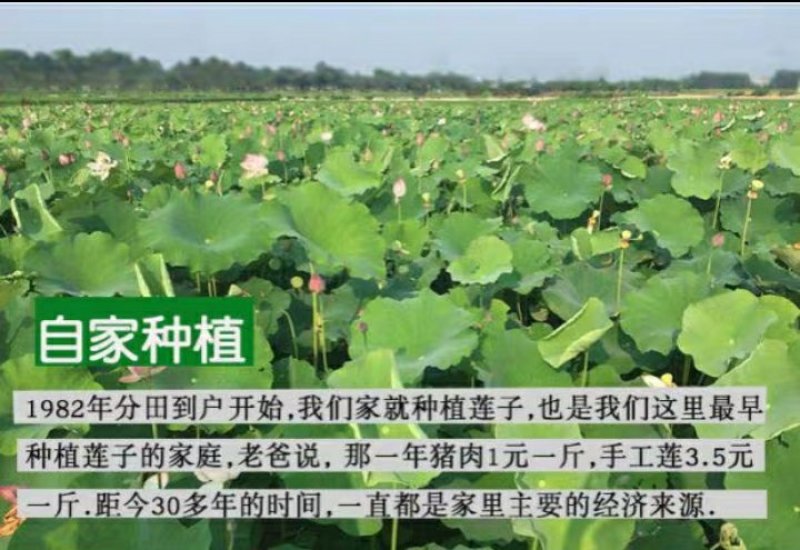 可一件代发现货有售新鲜莲蓬8cm以上靓货