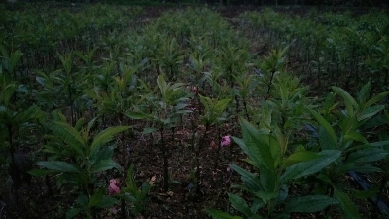 观赏桃花苗，青叶碧桃嫁接桃花，红叶桃花都有根须发达