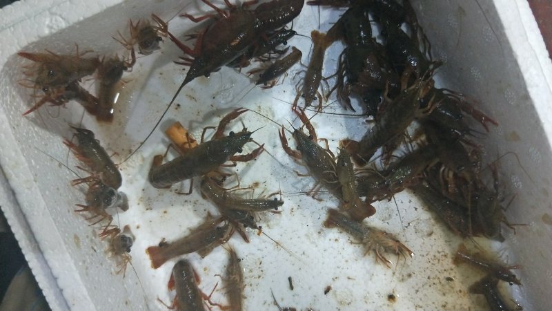 小龙虾苗150尾一斤处理价无病杂交苗