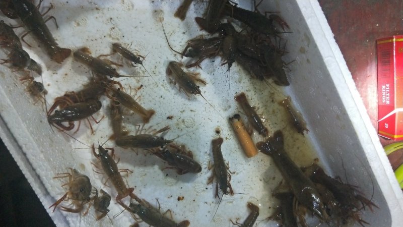 万斤小龙虾苗杂交苗无病苗降价处理