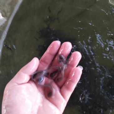 本地三黄塘虱鱼苗