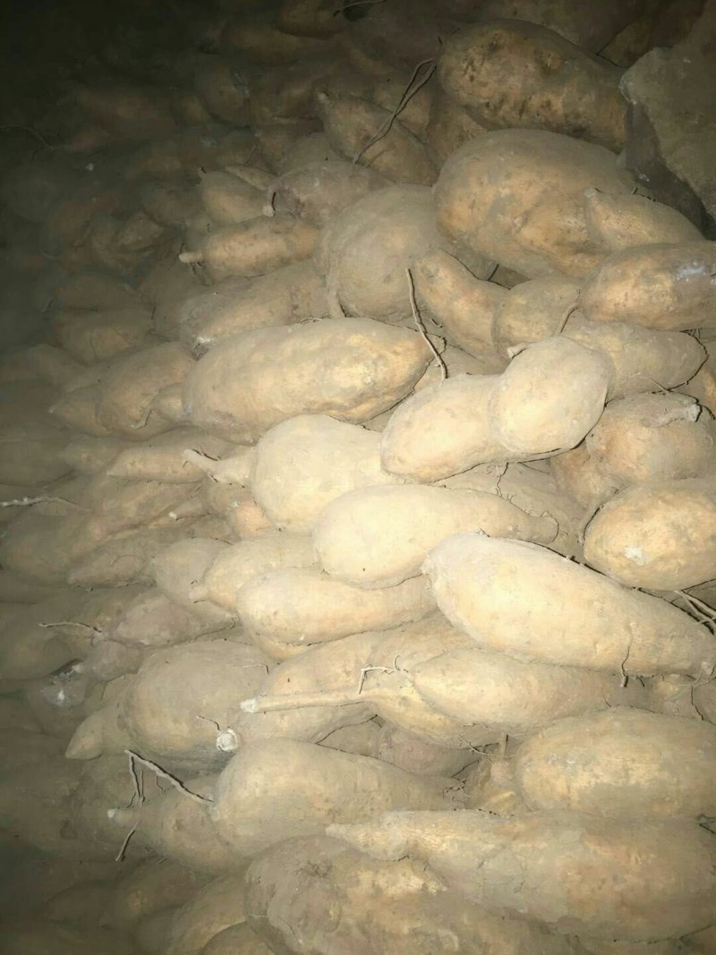 红薯现货北京553，清窖特惠，最后1万斤