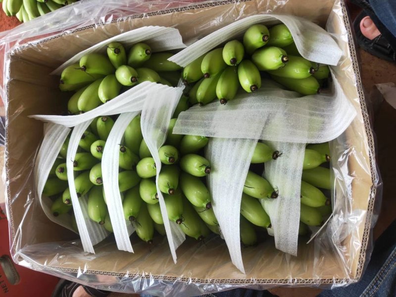 皇帝蕉，香蕉，产地直供，质量好，价格优势，货源充足，欢迎