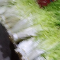 有青韭黄，黄韭黄