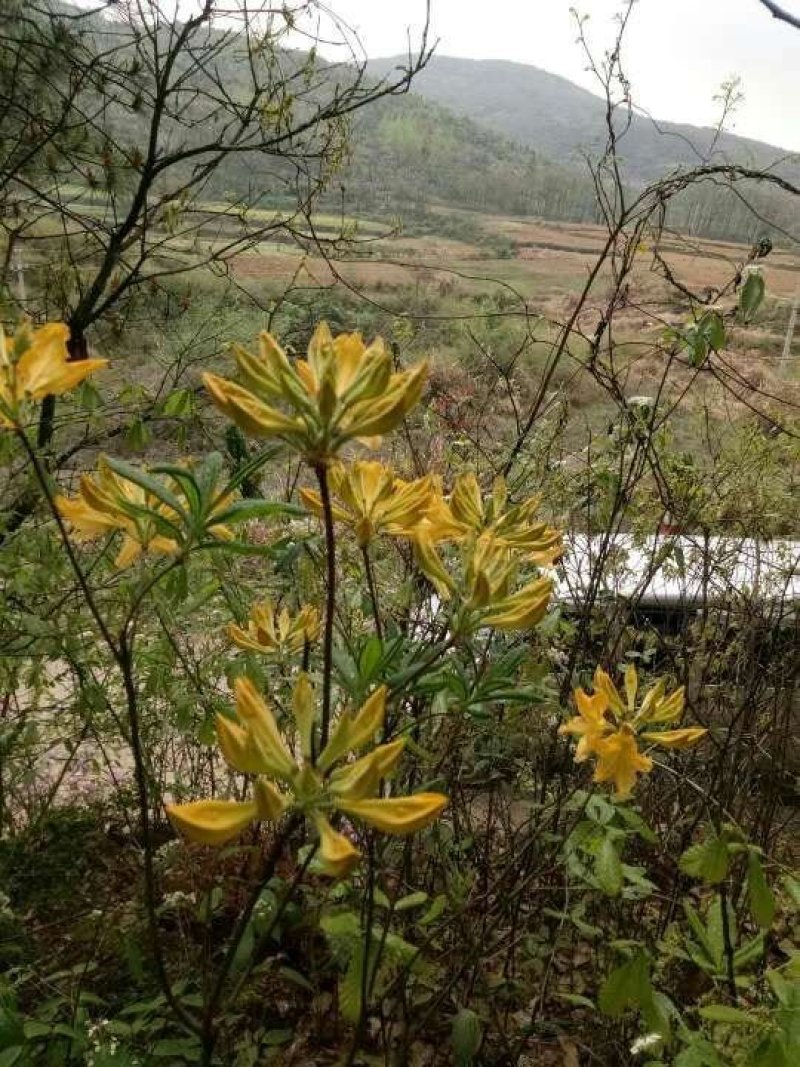杜鹃映山红黄色红色都正品干花都有观赏药用