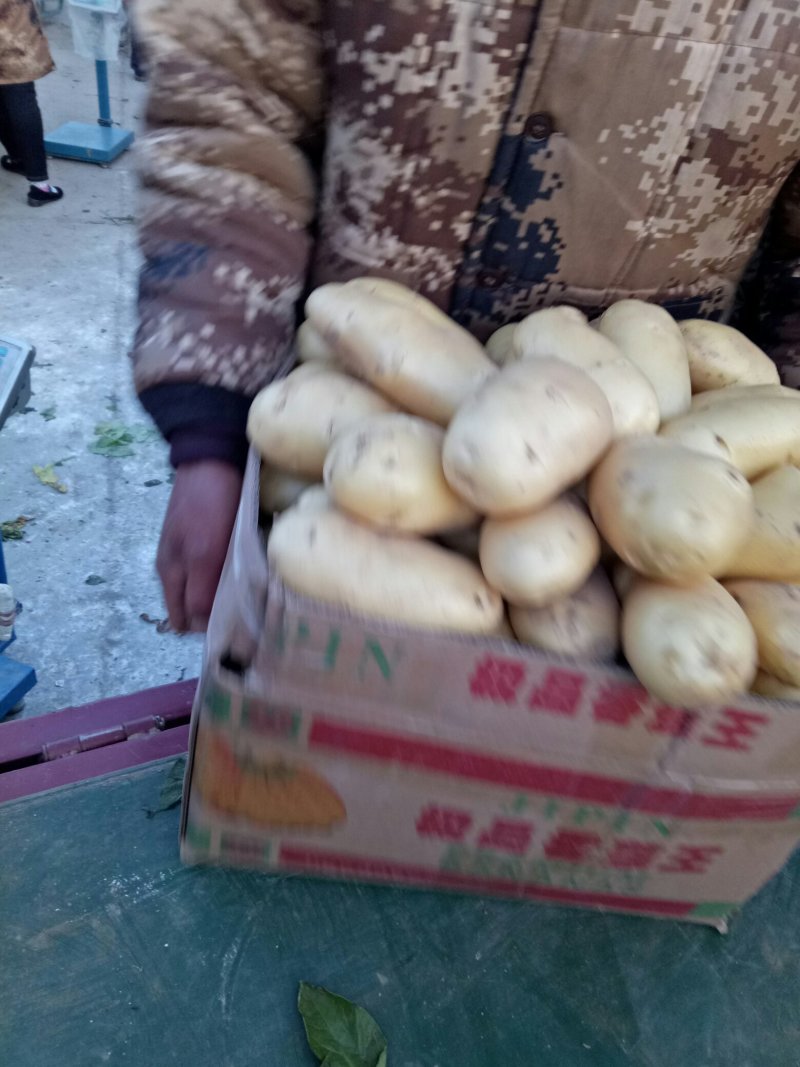 土豆，黄心土豆，已上市，货源集中，个头均匀，