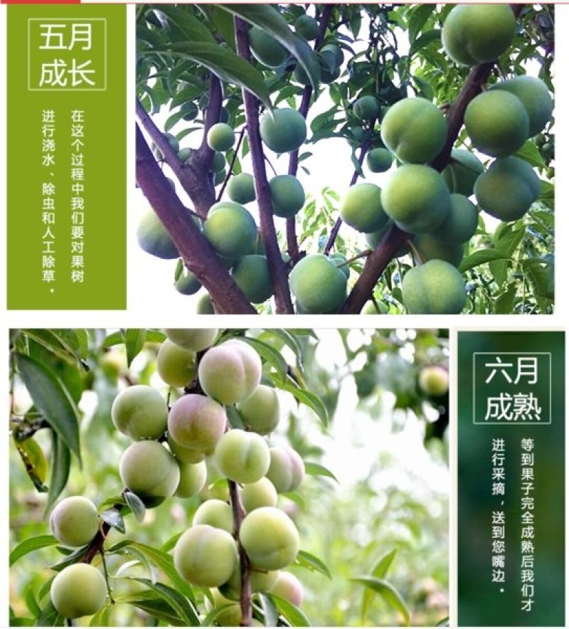 屏山李子半边红茵红李产地直供一手货源诚信第一