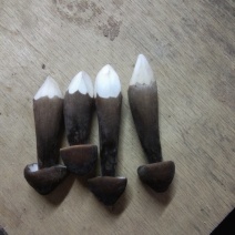 鸡枞菌