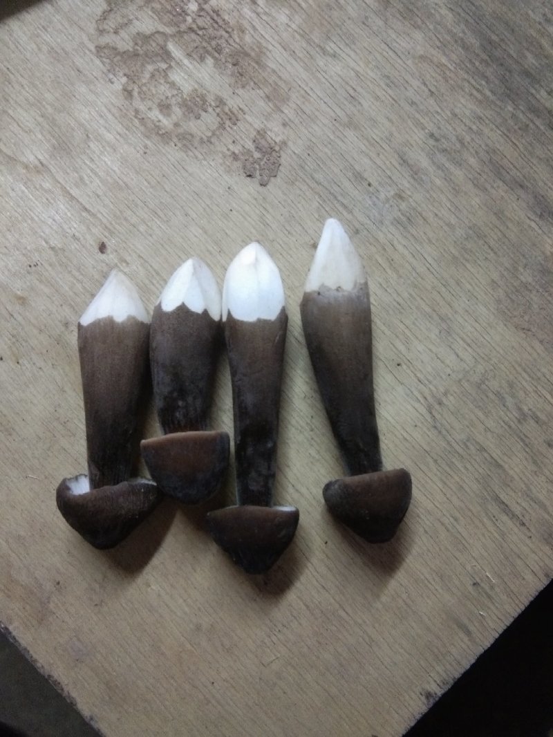 鸡枞菌