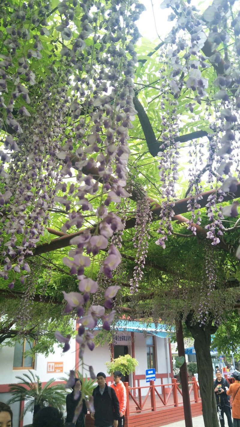 各个品种紫藤苗