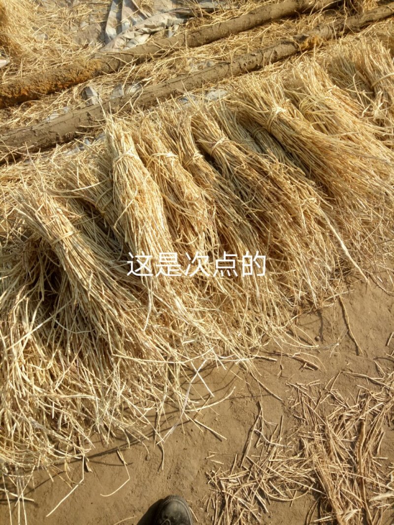 【诚信经营】中草药白茅根加工，规格齐全量大从优欢迎联系